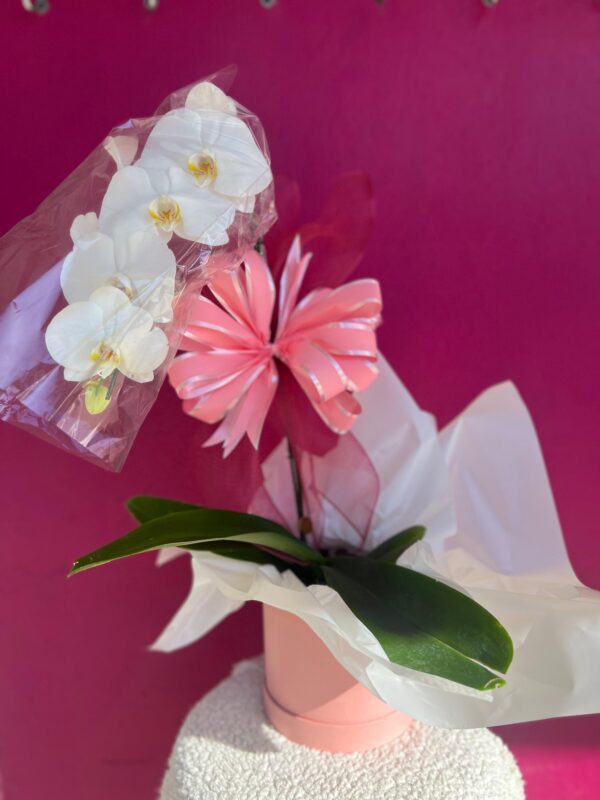 Orquídea na Box Cartonada