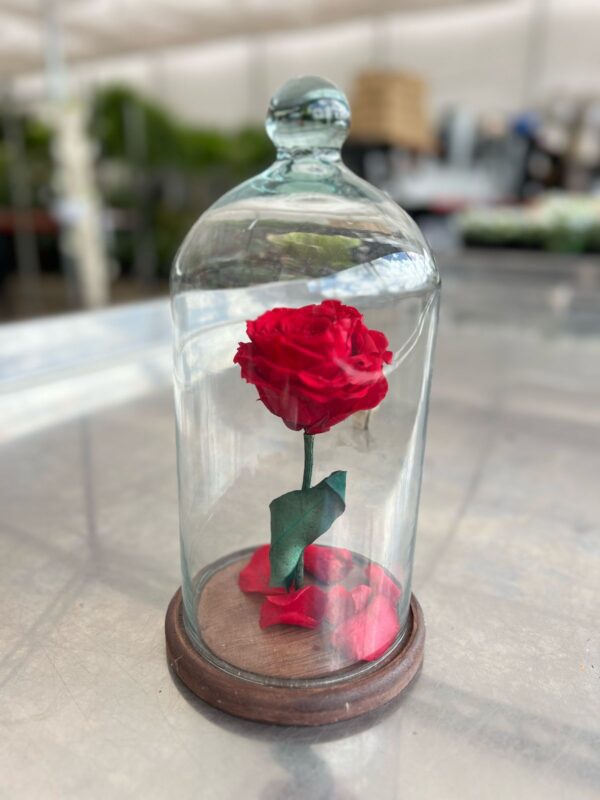 Rosa Eterna – Um amor que o tempo não apaga