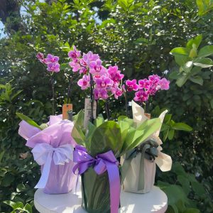 Mini orquídea phalaenopsis rosa premium em embalagem sofisticada para presente em Goiânia