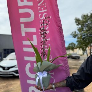 Orquídea Chocolate Elegance