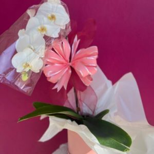 Orquídea na Box Cartonada