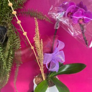 Orquídea na Louça (Vaso de Cerâmica)