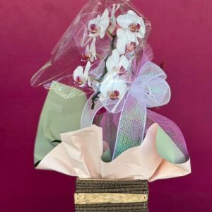 Orquídea no Cachepot de Madeira