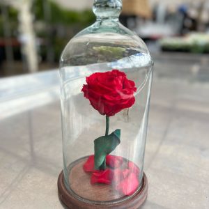 Rosa Eterna – Um amor que o tempo não apaga 1